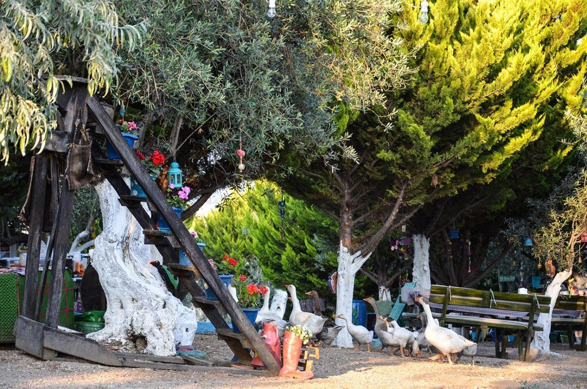 Kaymak Tepesi Tatil Evi Bed and Breakfast Kucukkuyu Buitenkant foto